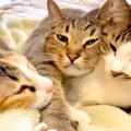 ソファで寄り添う３匹の猫→１匹が前足を伸ばすと…何度でも見たくなる『尊…