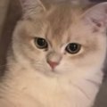 『ただいま』と言ったら、しっかりお返事してくれた猫→次の瞬間…あまりに…