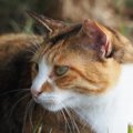 猫が中耳炎になった時の症状と治療の方法