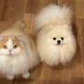 猫と犬が『深夜に帰宅した飼い主』に見せた反応…お出迎えの光景が尊す…