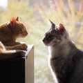 猫の『多頭飼い』に必要な環境とは？注意すべきポイント５つ