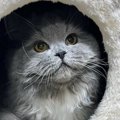 『怖くて泣いた』ハウスの中にいる猫をAIで擬人化したら…想定と違いすぎる…