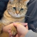 『パパとママのご飯を狙った猫』怒られた結果…露骨すぎる『まさかの表…