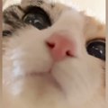 筒の中におやつを入れて『猫を撮影』→途中までいい感じだったのに…完全に…