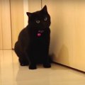 ドアを開けてニャ〜！おやすみ前の可愛い黒猫さん♪