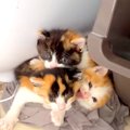 保護された４匹の子猫→翌朝、様子を見に行くと…まるでピラミッド？あ…