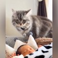 『生まれたばかりの赤ちゃん』と猫がご対面→クンクンしていると思った…