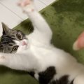 バンザーイ！こちょこちょされるとかわいい動きになる子猫♡