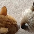 犬さんから鼻チューで突撃される猫ちゃん！