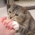 飼い主さんの拳の中が気になる猫ちゃん！