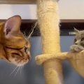 実家の新入り子猫ちゃんに「シャー！」を教える猫ちゃん