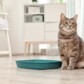 猫が『トイレを我慢』してしまう原因5つと対策