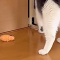 猫がネズミのおもちゃを置いていったと思ったら…ツッコミどころ満載な『ま…