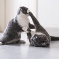 猫同士の『相性が悪い』時どうする？3つの対策と気を付けるべきこと