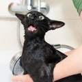お風呂を嫌がる猫の『清潔を保つ方法』5つ　お手入れのポイントや入りたが…