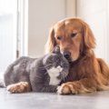 犬と猫の同居の失敗を防ぐには？始め方や環境作りのポイントを紹介