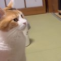 『猫の番組を真剣に見るネコ』に超ほんわか…「やっぱり気になるのかな…