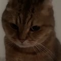早朝、ロフトではしゃいでいたネコ→お腹の上に乗ってくると…微笑まし…