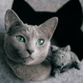 ロシアンブルーの目の色は何色？グリーンの特徴や子猫からの変化も解説