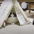 気分はおうちキャンプ♪DIYミニテントを楽しむ猫ちゃんたち