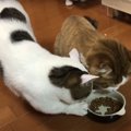 隣の芝生は青く見える？パパのものは自分のもの？な猫ちゃん