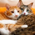 猫の『オス・メス』で変わるお世話の方法4つ　性別によって異なる特徴や注…