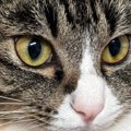 毛布に座り込む猫の『胸』を見たら…思わずモフりたくなる『綺麗すぎる…