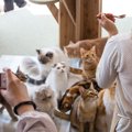 『不幸な猫』を減らすにはどうすれば？私達にできる3つのアイデア　正しく…