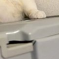 猫がいる場所をこっそり覗いたら…貫禄たっぷりの『まさかの光景』に「本当…