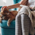 猫が『人の椅子に座りたがる』のはなぜ？考えられる3つの理由　愛猫と…