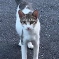 小さくて痩せている野良猫との出会い→『お腹だけが大きい』ことに気付いて…