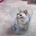 カラの丸い水槽を猫さんたちはどうやって使う？