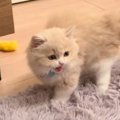 猫生で初めてシャーと威嚇した子猫→視線の先には……まさかの理由に爆笑…