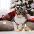 愛猫との『クリスマス』で起こりうるトラブル5選　安心して過ごすため…