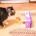 簡単！愛猫の為にもぐらたたき風のおもちゃをティッシュケースで手作…