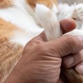 猫が『尻尾を触られると怒る』4つの理由　守ろうとする意味や信頼を失うNG…