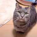 猫の前で突然『犬の鳴きマネ』をしてみたら…戸惑い全開の『まさかのリアク…