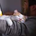 愛猫に見る「ただの甘え」と「依存」の違い3選　見極めないと起こり得…