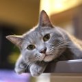 元気がない飼い主を気にかけている猫の行動３つ