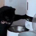 『自動給餌器の前にいた黒猫』を見守っていると…とんでもなく賢い『驚…