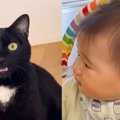 猫の『クラッキング』を初めて見た赤ちゃん…思わず頰が緩む『可愛すぎるリ…