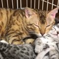 イクメンすぎる父猫に反響続々、子猫たちをお世話する愛が深い理由と…