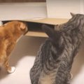 薄〜い箱に挑戦！液体化する猫ちゃんたち