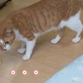 いたずらニャンコはどっち？？