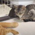 しっぽの誘惑！限界を迎えた猫ちゃん