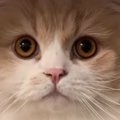 キャリーケースを置いて猫に『病院いくよ、入って』と伝えたら…驚きの行動…