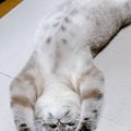 床で大の字になって伸びをしていた猫→『おてて』をみると…可愛すぎる…