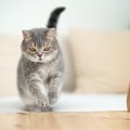 どうした！？猫が急に『猛ダッシュ』するときのワケ4選　放っておいて…