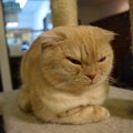 猫に『ウザい』と思われる飼い主のNG行為9選