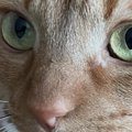 猫と一緒に暮らし始めて４年→ほっぺに『可愛すぎる模様』があることに気づ…